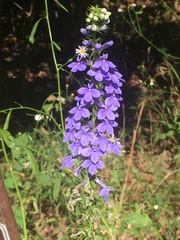 Lobelia elongata