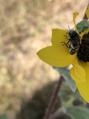 Acmaeodera gibbula