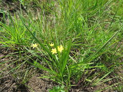 Hypoxis argentea