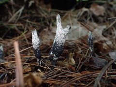 Xylaria cornu-damae