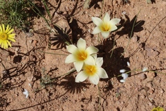 Romulea pearsonii