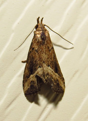 Schrankia macula