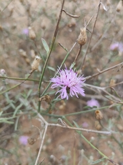 Centaurea odessana