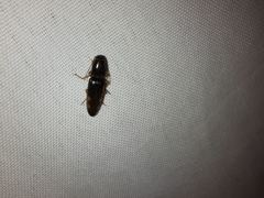 Conoderus semimarginatus