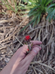 Castilleja arvensis pastorei