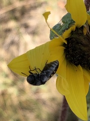 Acmaeodera gibbula