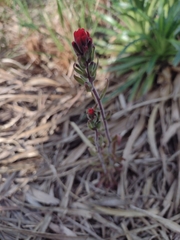 Castilleja arvensis pastorei
