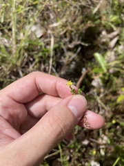 Hypericum diosmoides