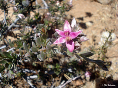Krameria cistoidea
