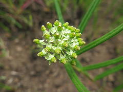 Xysmalobium involucratum