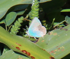 Callophrys