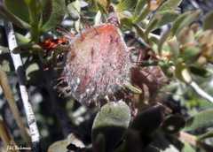 Krameria cistoidea