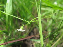 Trochomeria sagittata