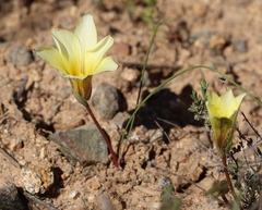 Romulea pearsonii