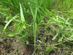 Trochomeria sagittata