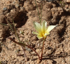 Romulea pearsonii