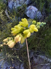 Erica sparrmanni