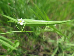 Trochomeria sagittata