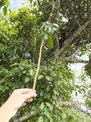 Bignonia aequinoctialis