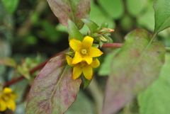Lysimachia rubiginosa