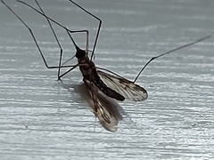 Anopheles punctipennis