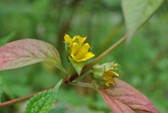 Lysimachia rubiginosa