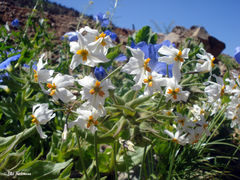 Leucocoryne appendiculata