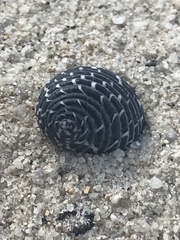 Nerita tessellata