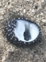 Nerita tessellata