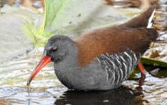 Rallus caerulescens