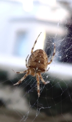 Araneus diadematus