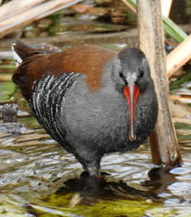 Rallus caerulescens