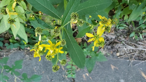 Verbesina alternifolia
