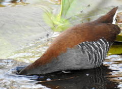 Rallus caerulescens