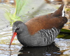 Rallus caerulescens