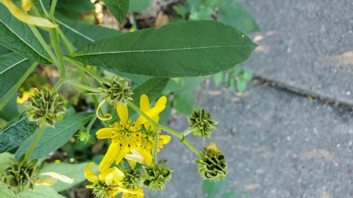 Verbesina alternifolia