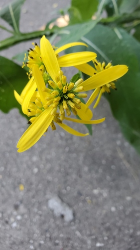 Verbesina alternifolia