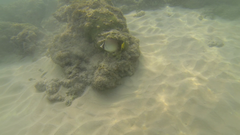 Chaetodon decussatus
