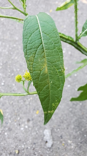 Verbesina alternifolia