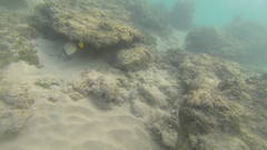 Chaetodon decussatus