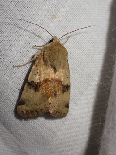 Liucerninis Saulinukas nuotrauka