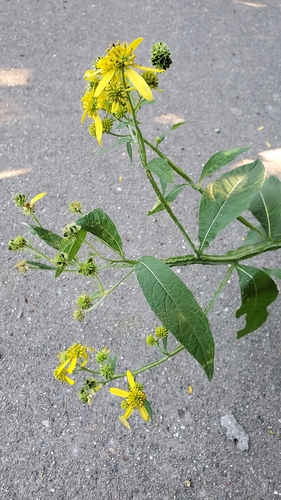 Verbesina alternifolia
