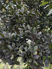 Pimenta racemosa