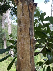 Pimenta racemosa