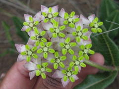 Asclepias albens