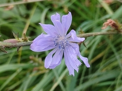 Cichorium intybus