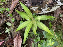 Dichorisandra thyrsiflora