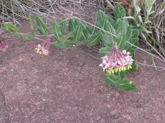 Asclepias albens