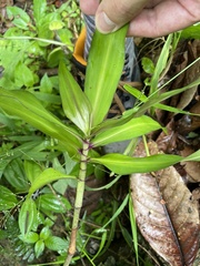 Dichorisandra thyrsiflora