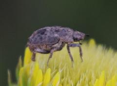 Hoplia sordida